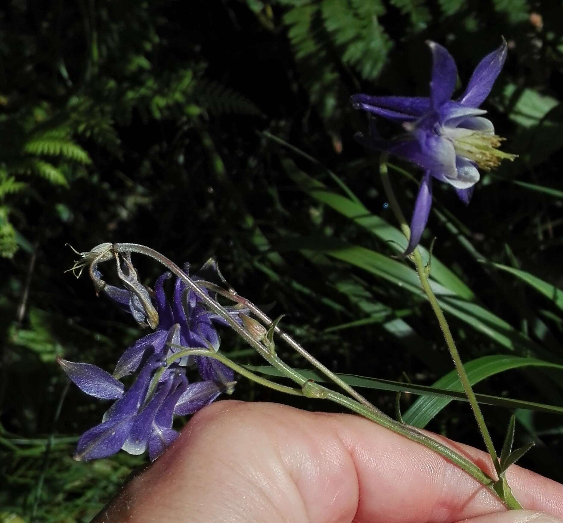 Aquilegia vulgaris subsp. dichroa (Freyn) L E. Diaz的圖片