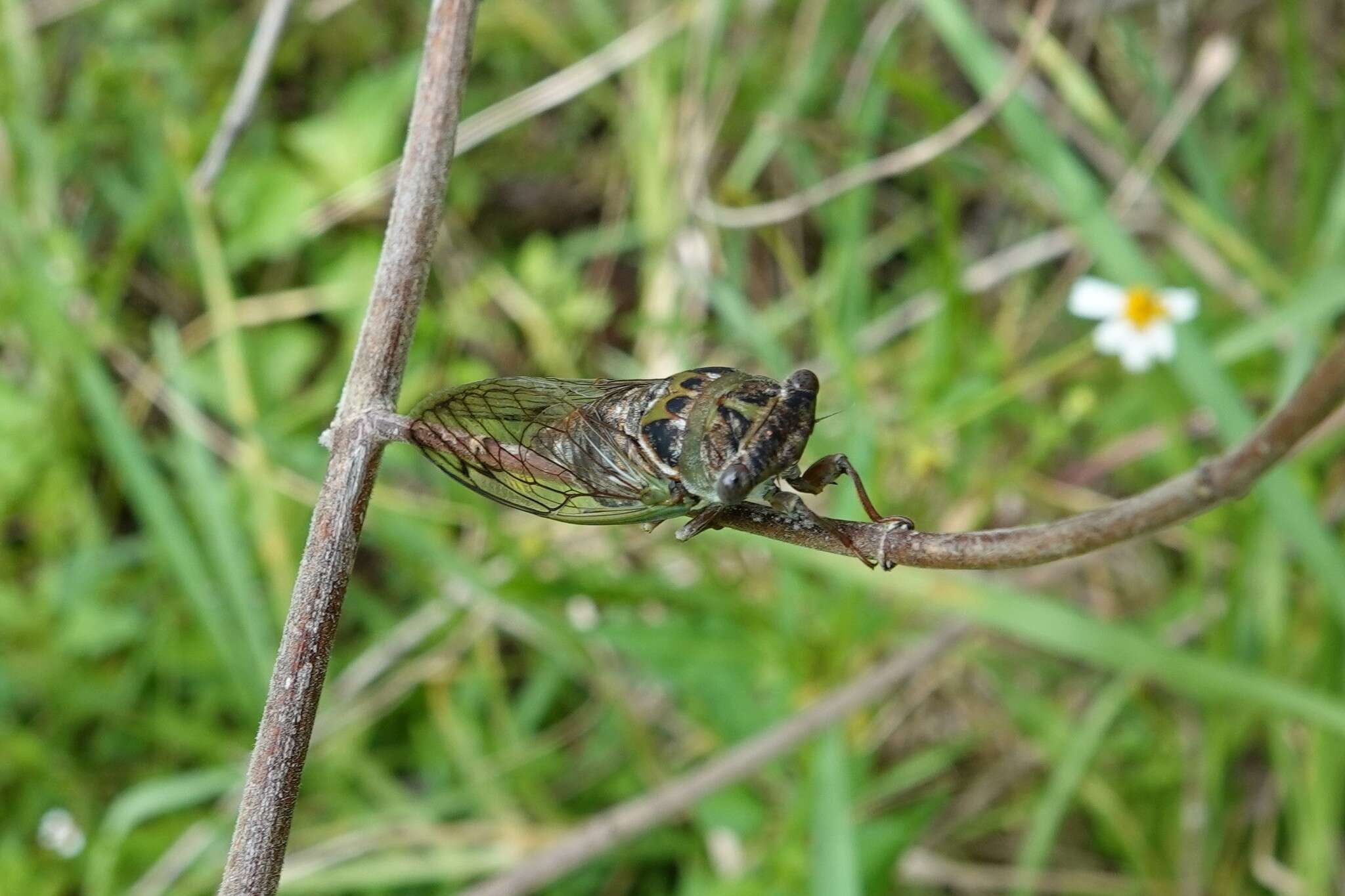 Plancia ëd Neotibicen davisi (Smith, J. B. & Grossbeck 1907)