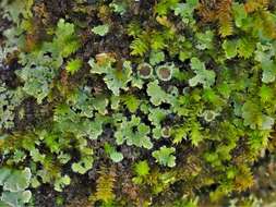 Image of wreath lichen