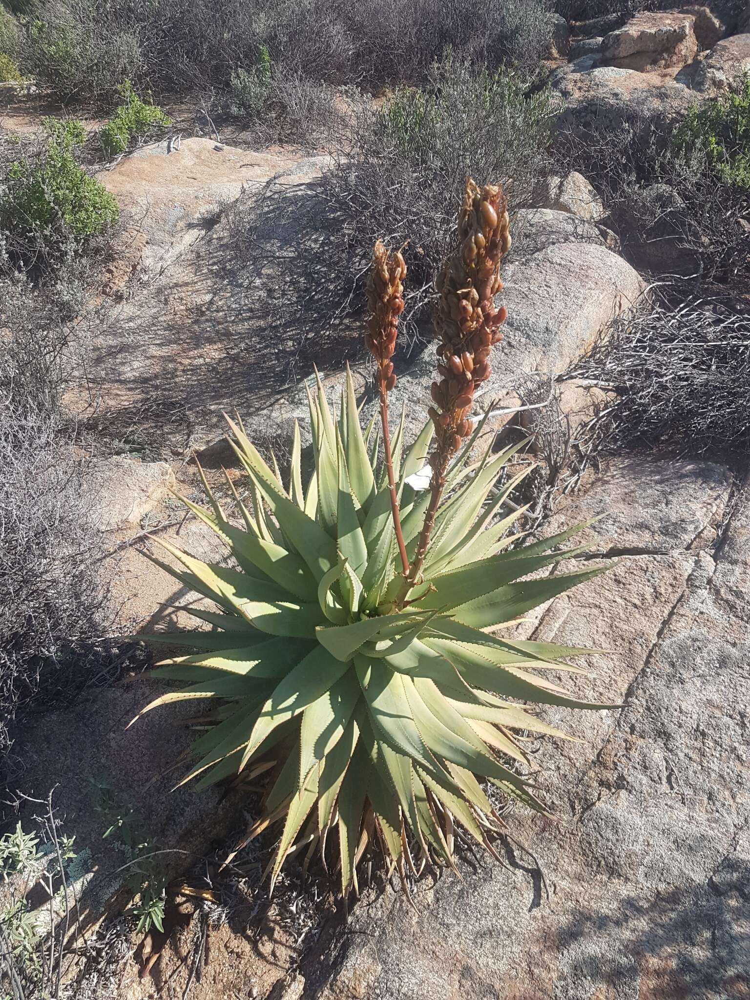 Image of Namaqua Aloe