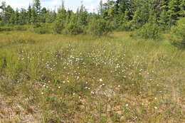 Image of Tawny Cotton-Grass