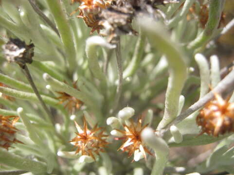 Image of Syncarpha gnaphaloides (L.) DC.