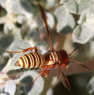 Image of Eucerceris canaliculata (Say 1823)