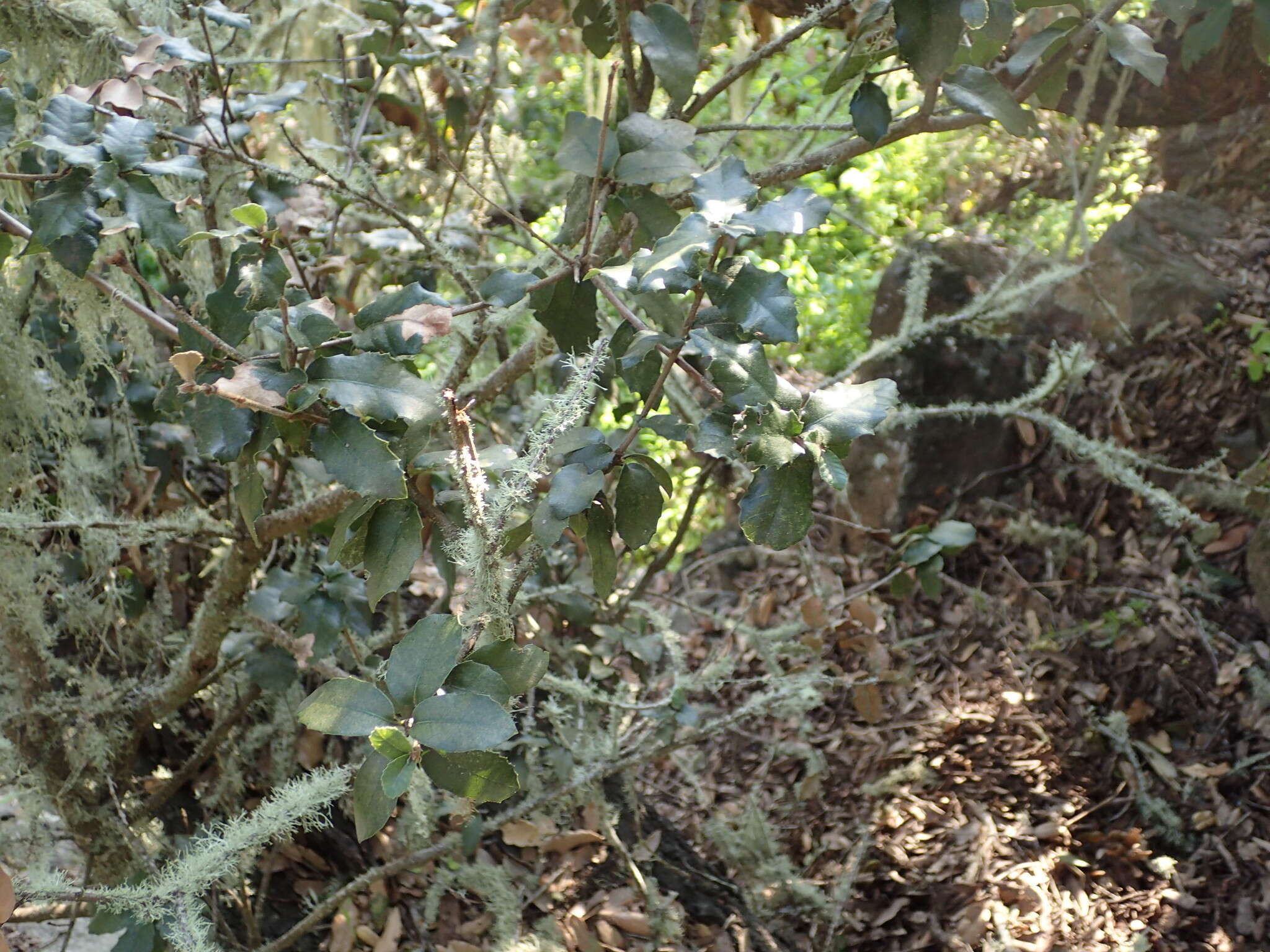 Image of island live oak