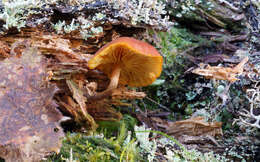 Gymnopilus picreus (Pers.) P. Karst. 1879 resmi