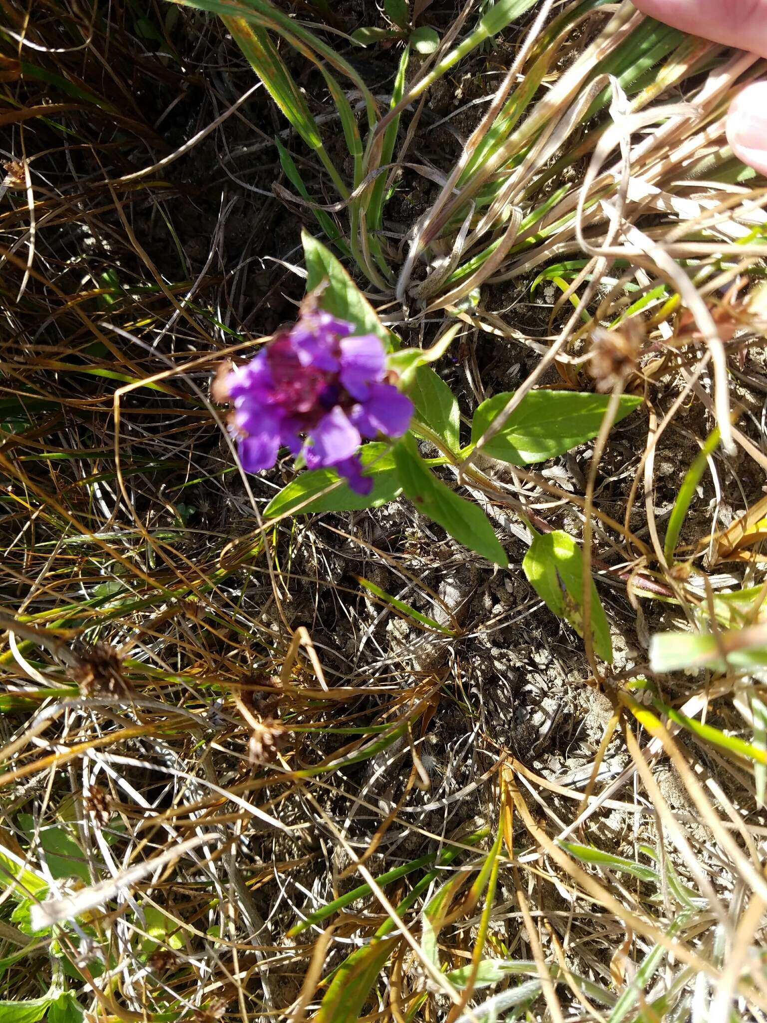 Image of lance selfheal