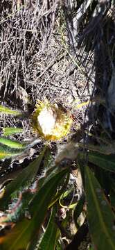 Image of Protea scabriuscula E. Phillips