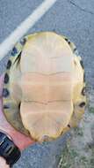 Image of Florida Cooter