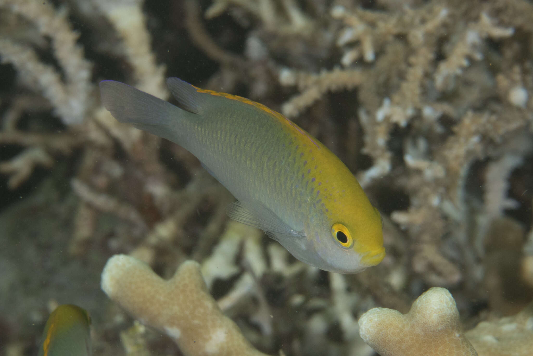 Image of Yellowhead damselfish