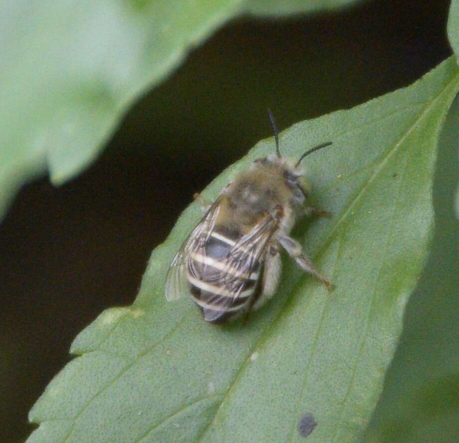 Image of California Anthophora