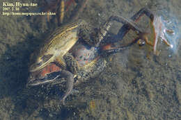 Image of Amur Brown Frog. Han-Guk-San-Gae-Gu-Ri