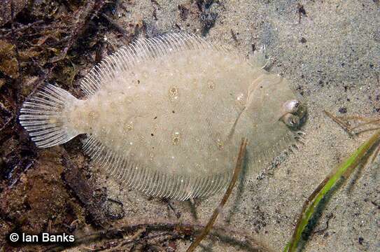 Image of Jenyn&#39;s flounder