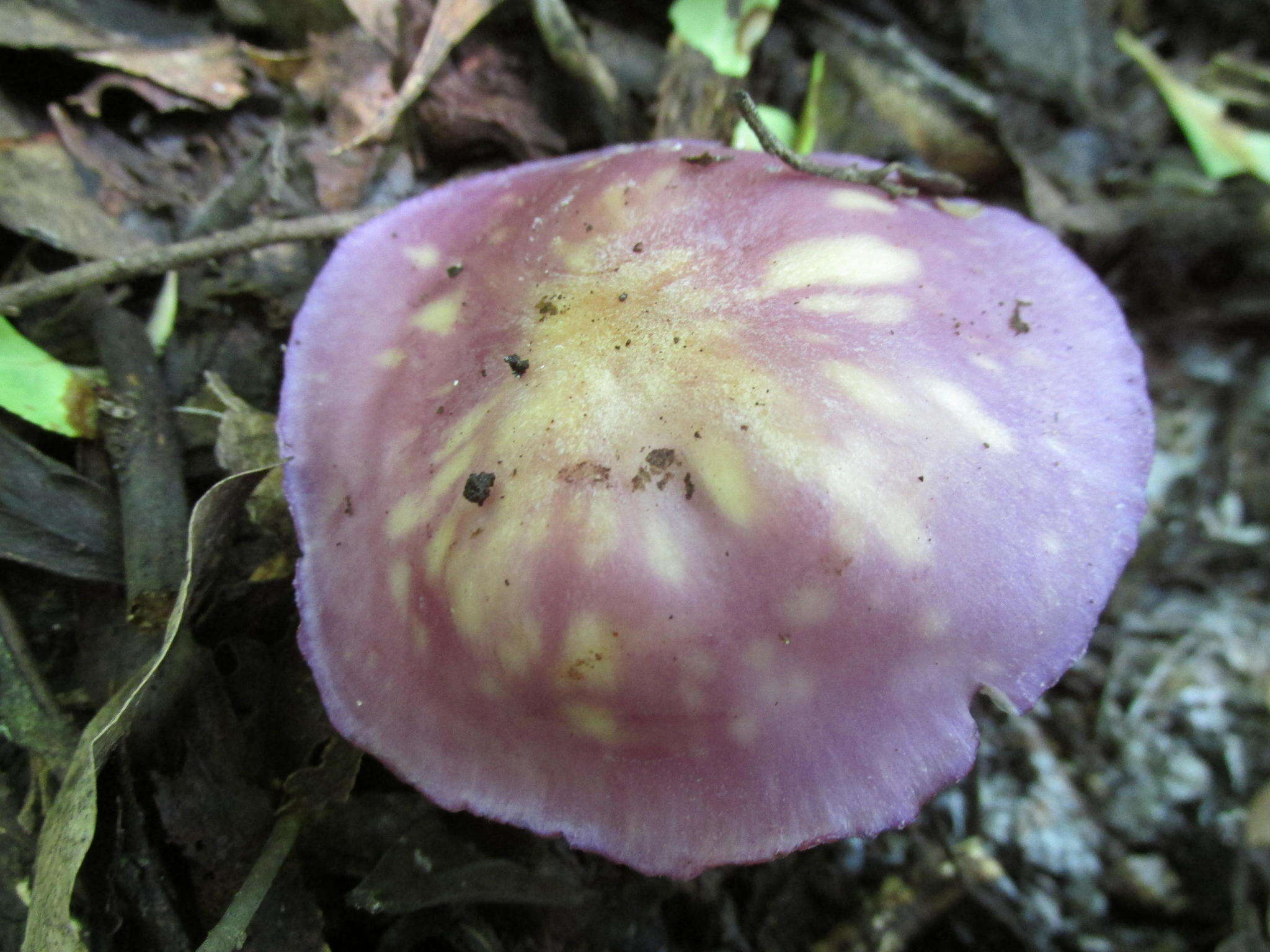 Image de Tricholosporum laeteviolaceum D. A. Reid, Eicker, Clémençon & Cec. Roux 1998