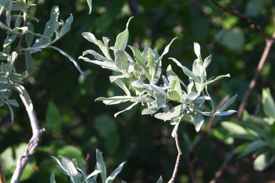 Image of Salix lapponum L.