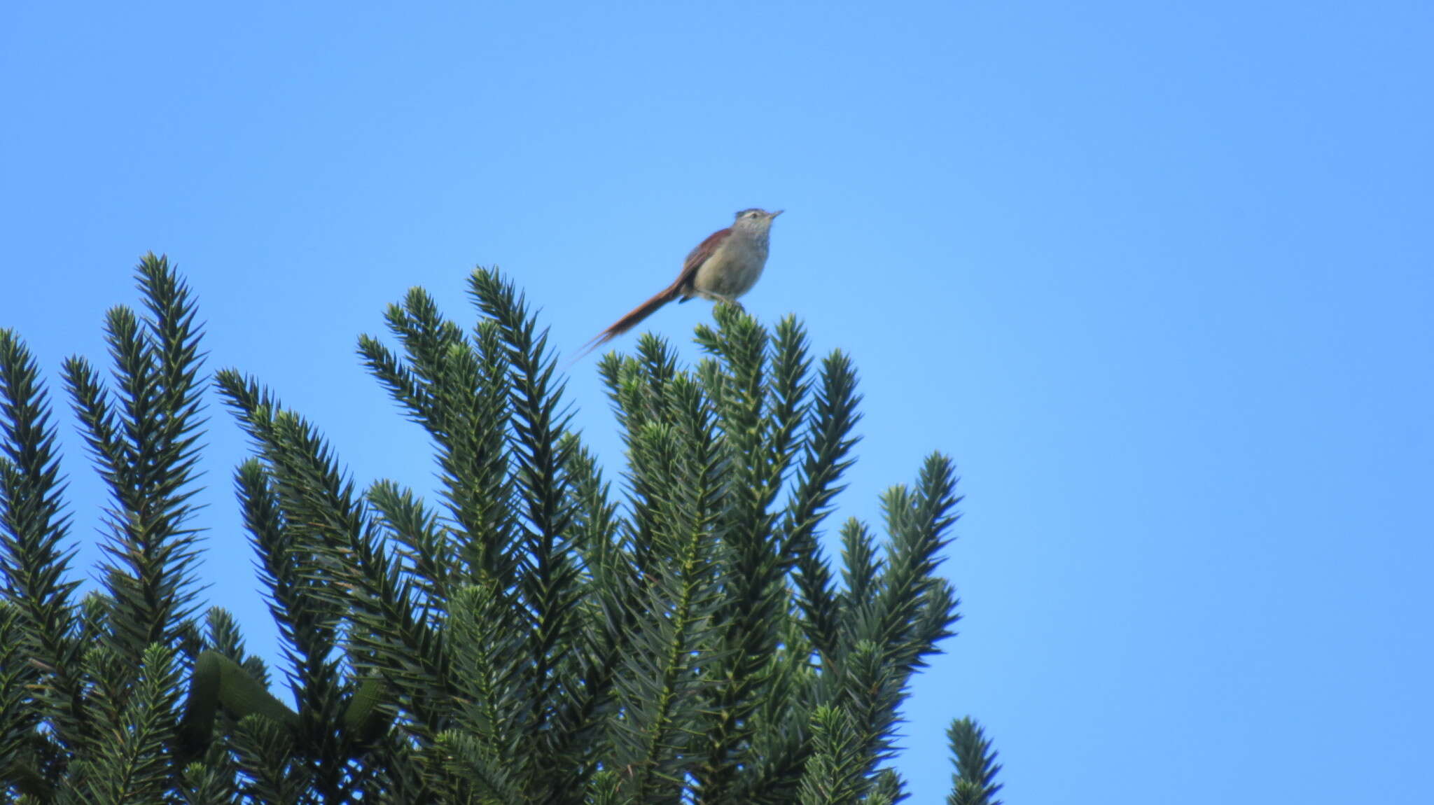 Image of Araucaria Tit-Spinetail