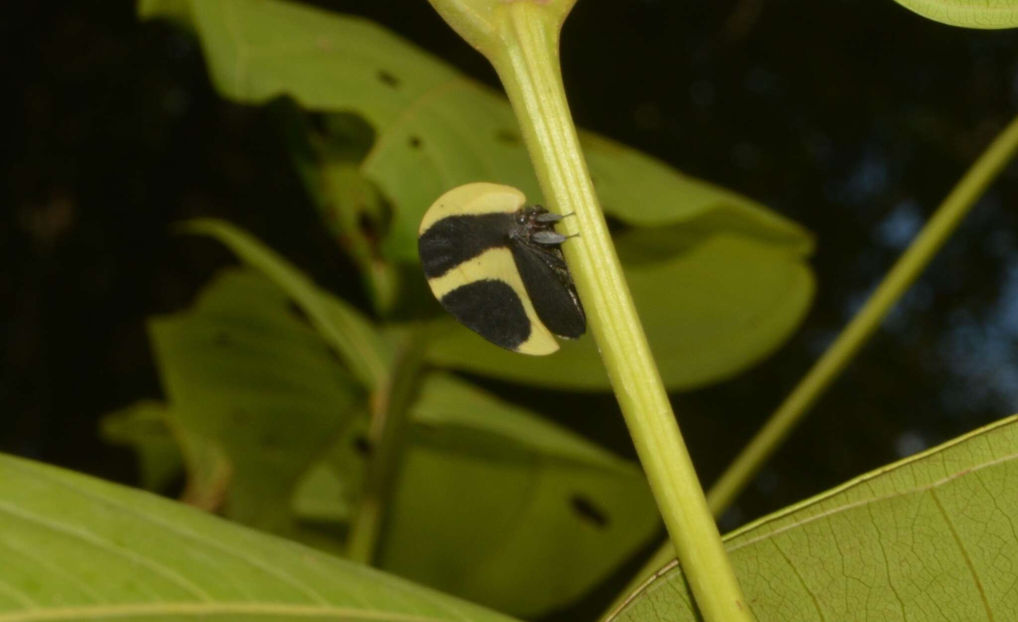 Image of Black-and-white treehopper