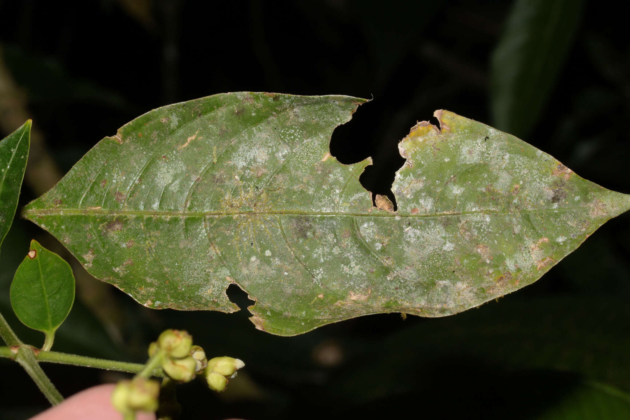 Palicourea caerulea (Ruiz & Pav.) Schult. resmi