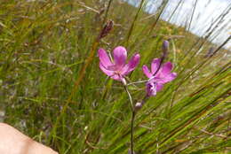 Image of Ixia stricta (Eckl. ex Klatt) G. J. Lewis