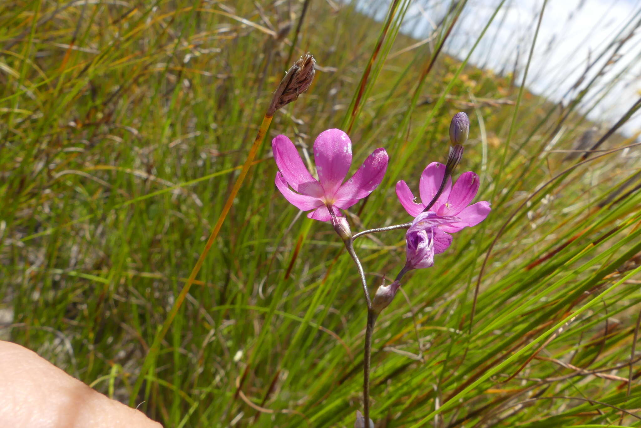 Image de Ixia stricta (Eckl. ex Klatt) G. J. Lewis