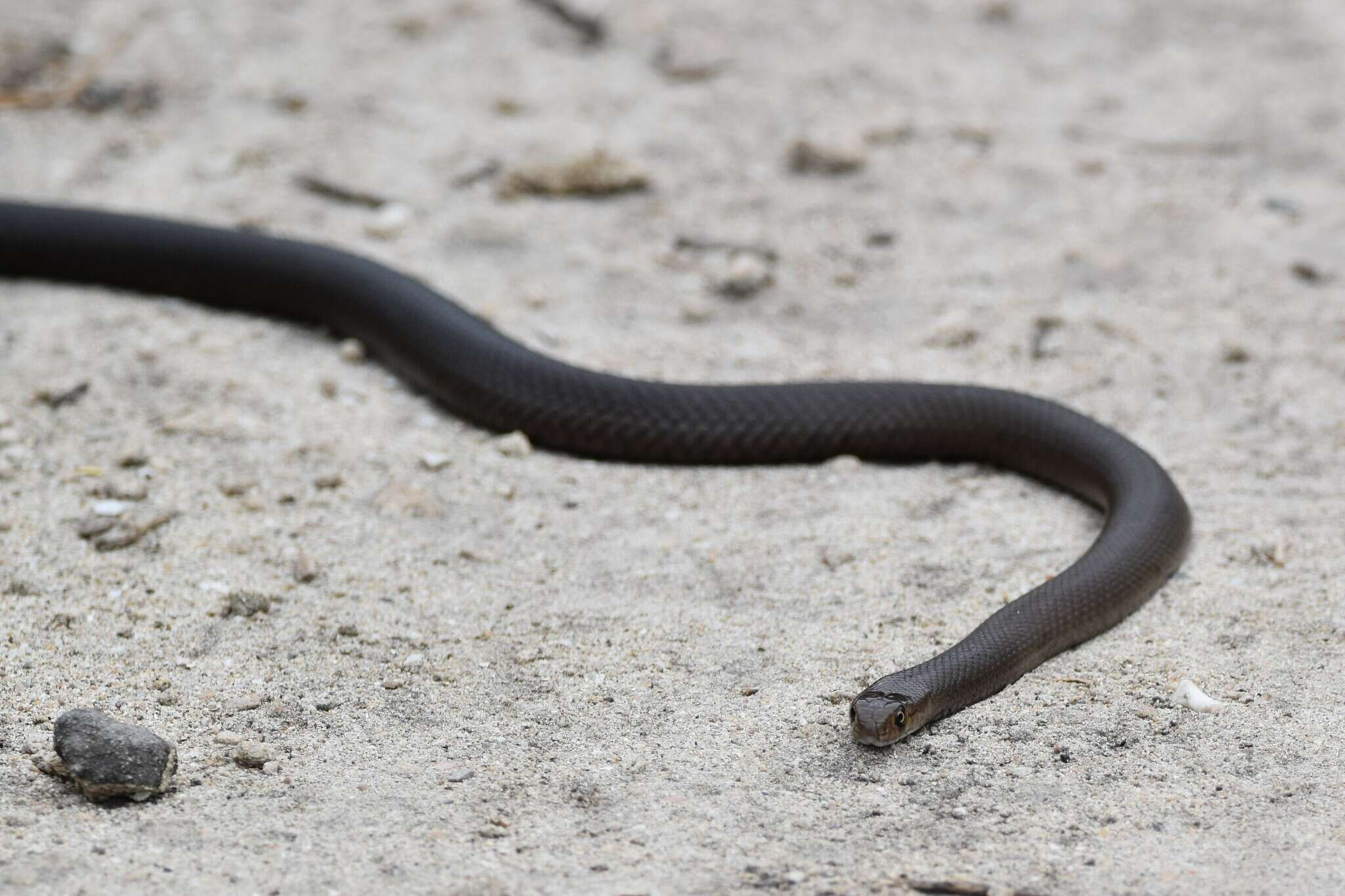 Image of Pseudonaja affinis exilis Storr 1989