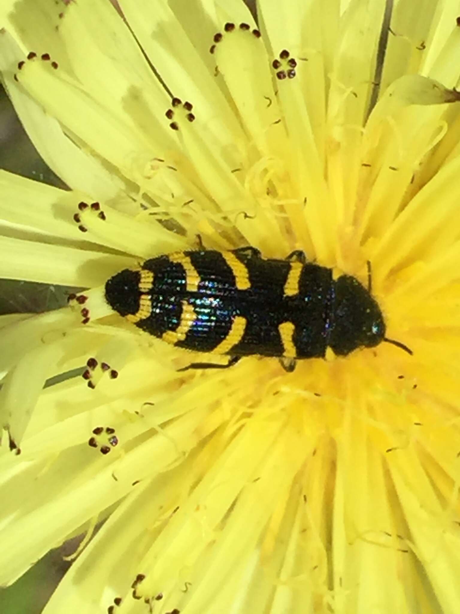 Image of <i>Acmaeodera <i>quadrifasciata</i></i> quadrifasciata