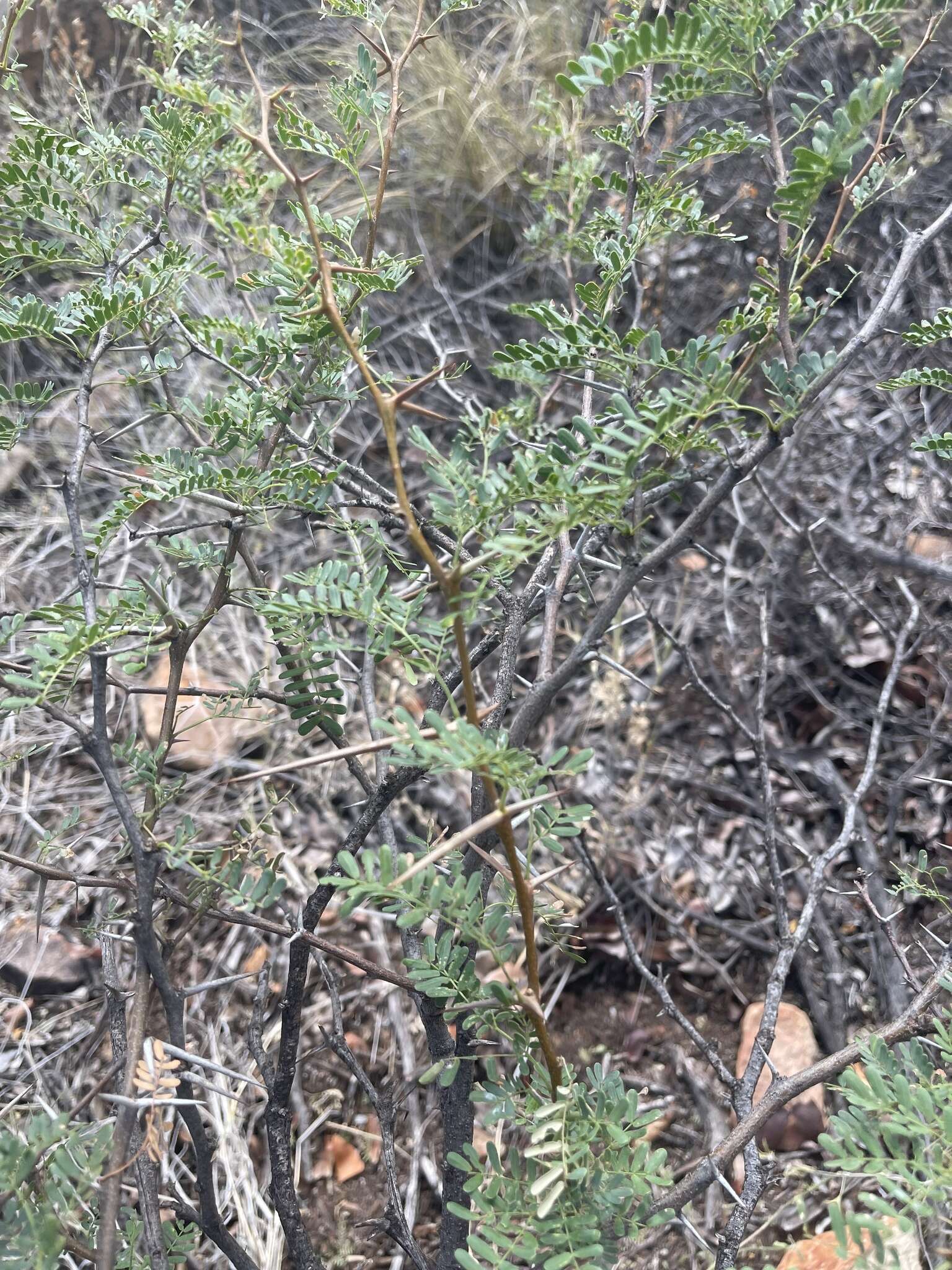 Vachellia grandicornuta (Gerstner) Seigler & Ebinger resmi