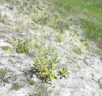 Imagem de Brassica elongata subsp. integrifolia (Boiss.) Breistr.