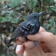 Image of Long-winged Antwren