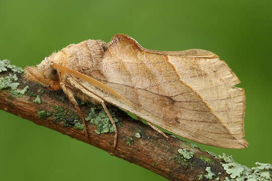 صورة Calyptra thalictri Borkhausen 1790