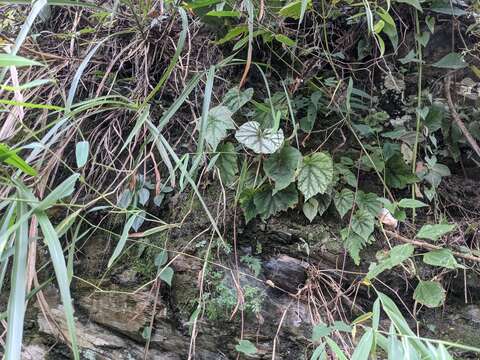 Image of Begonia austrotaiwanensis Y. K. Chen & C. I. Peng