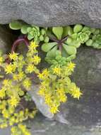 Sivun Sedum formosanum N. E. Br. kuva