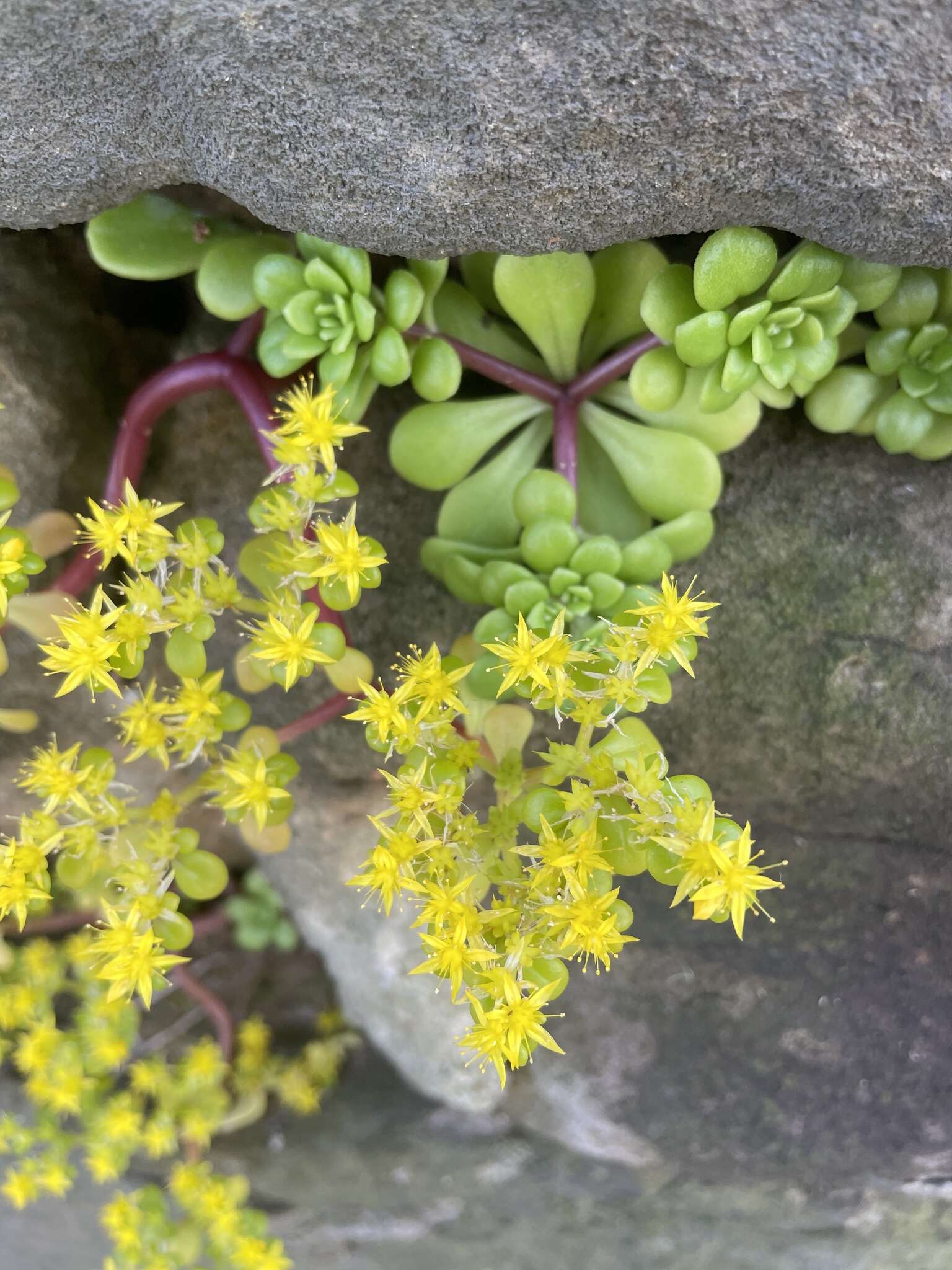 Sivun Sedum formosanum N. E. Br. kuva