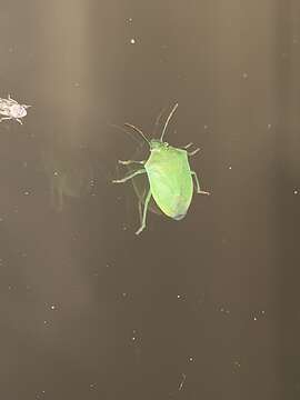 Image of Stink bug