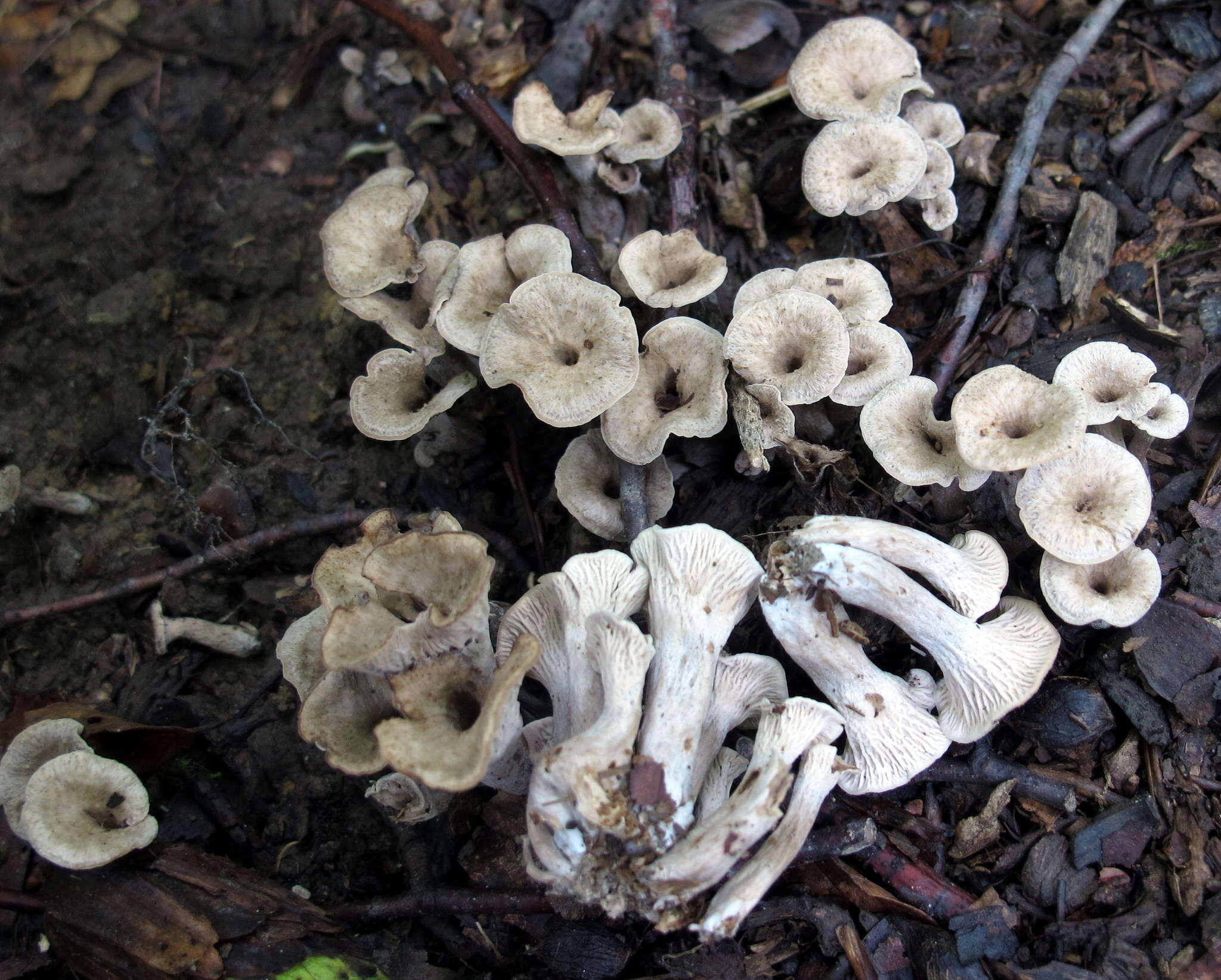 Image of Craterellus foetidus A. H. Sm. 1968