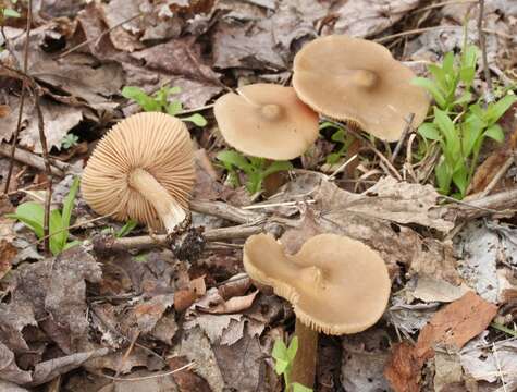 Image of Entoloma vernum S. Lundell 1937