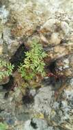 Image of Cheilanthes deltoidea subsp. silicicola Klopper & A. E. van Wyk