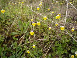 Слика од Viola hymettia Boiss. & Heldr.