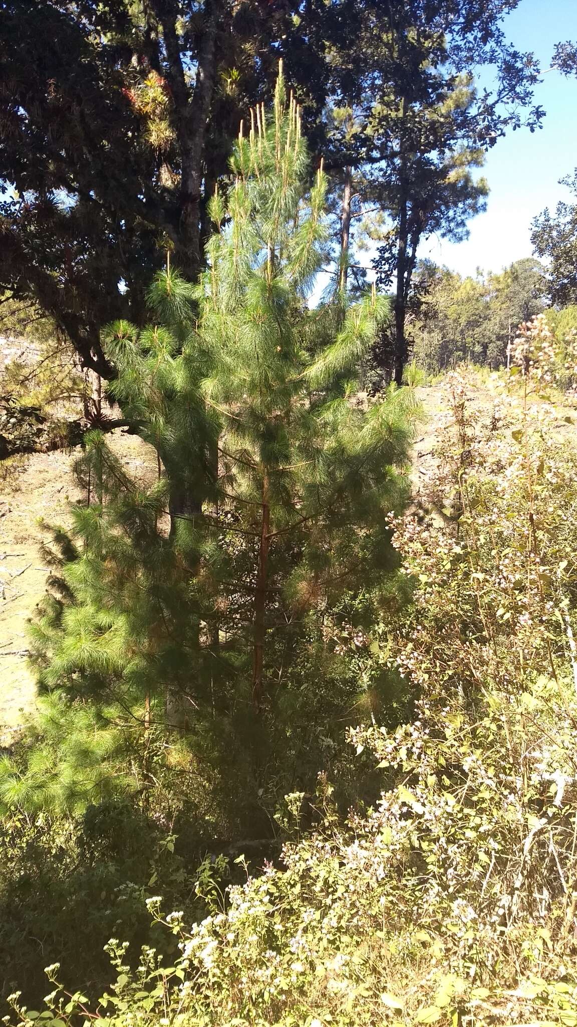 Image of Schwerdtfeger's Pine