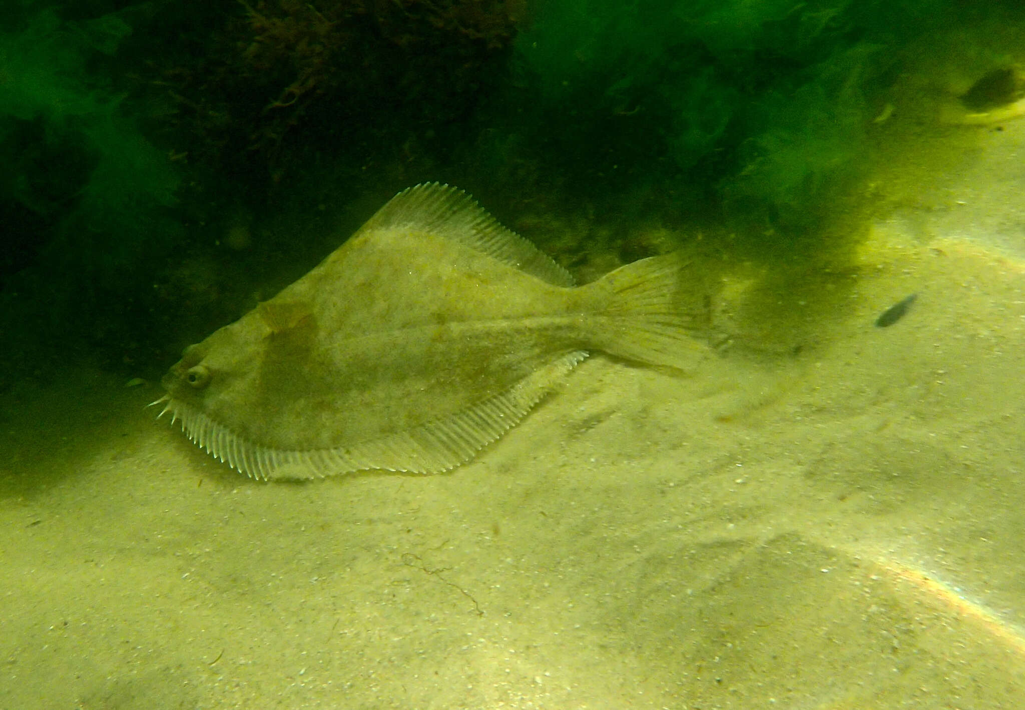 Image of Greenback flounder