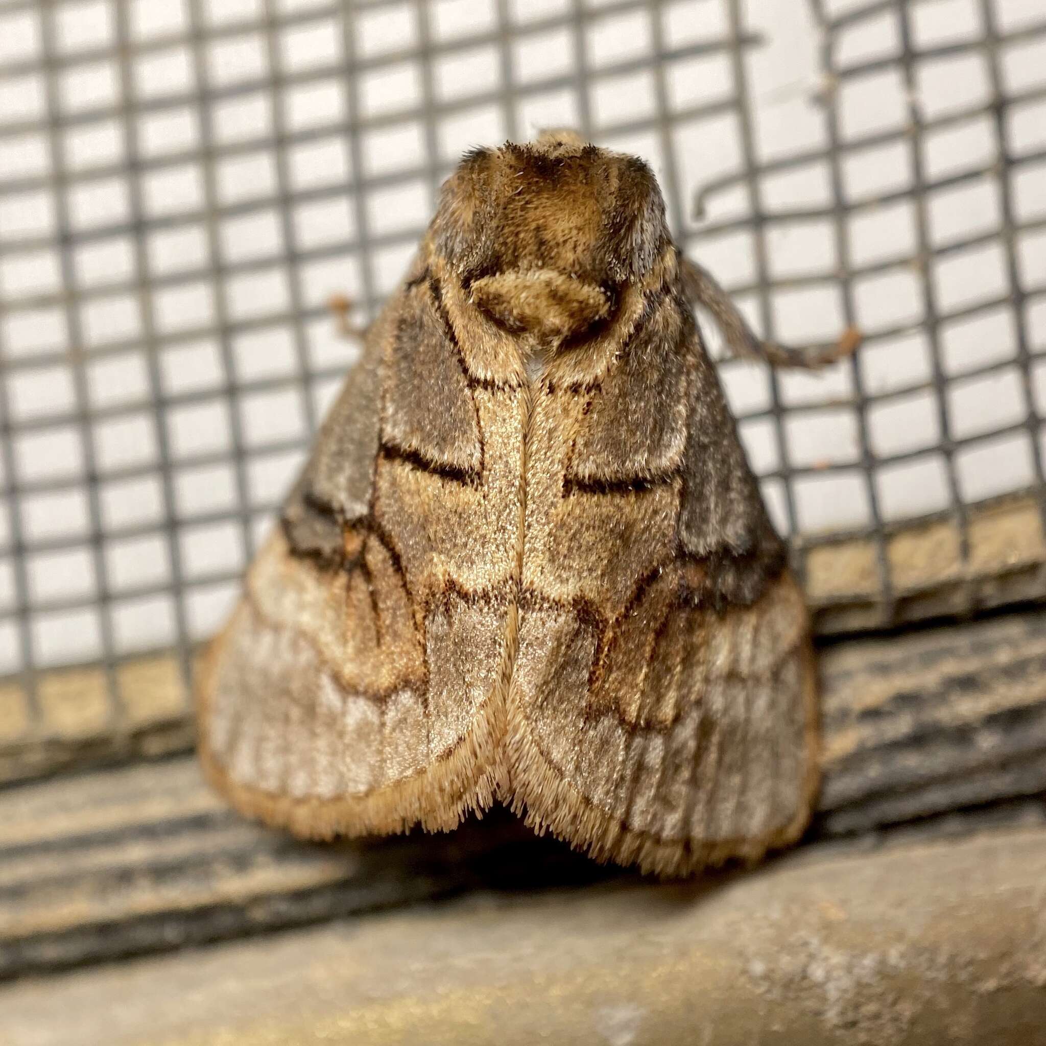 Image of Parasoidea paroa Turner 1902