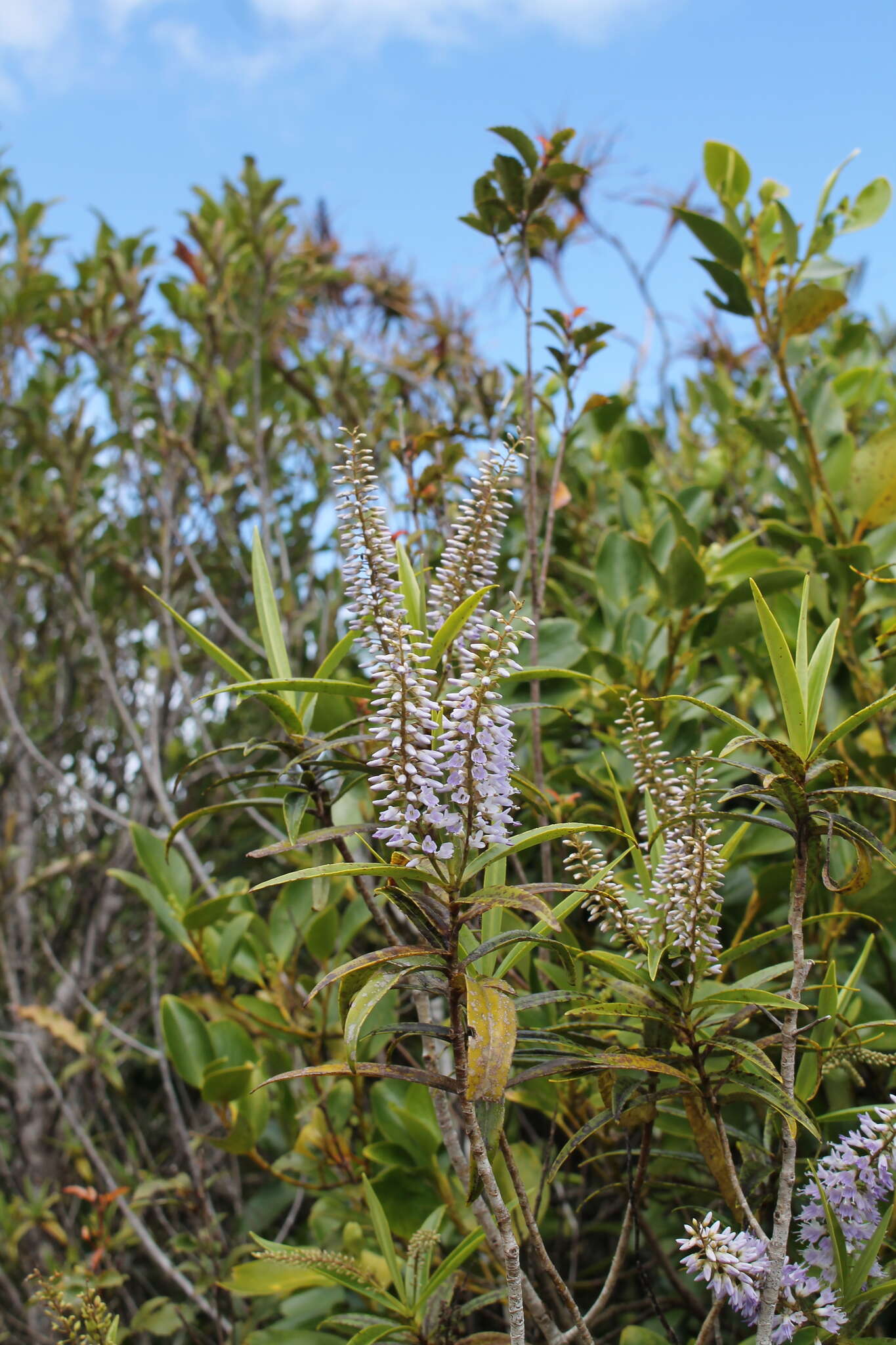 Image of Veronica corriganii (Carse) Garn.-Jones