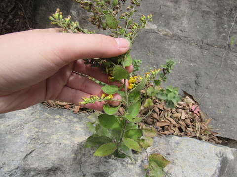 Image of Solidago drummondii Torr. & A. Gray