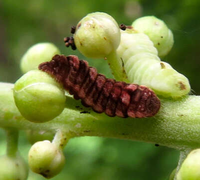 Image of <i>Celastrina neglectamajor</i>