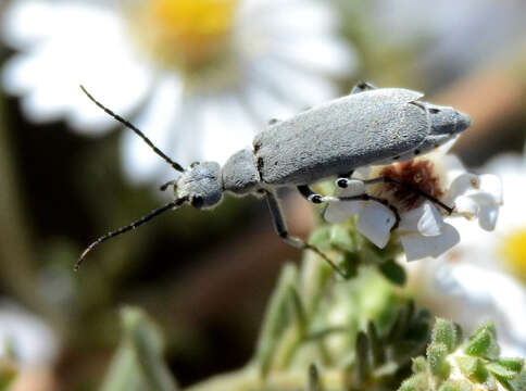 Image of Epicauta (Epicauta) aspera Werner 1944