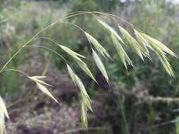 Image of fringed brome