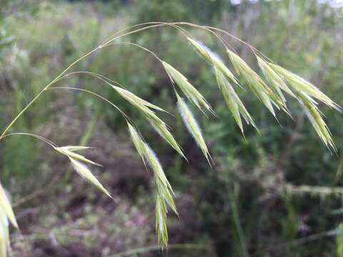 Imagem de Bromus ciliatus L.