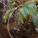 Image de Passiflora cumbalensis var. macrochlamys (Harms) L. Escobar