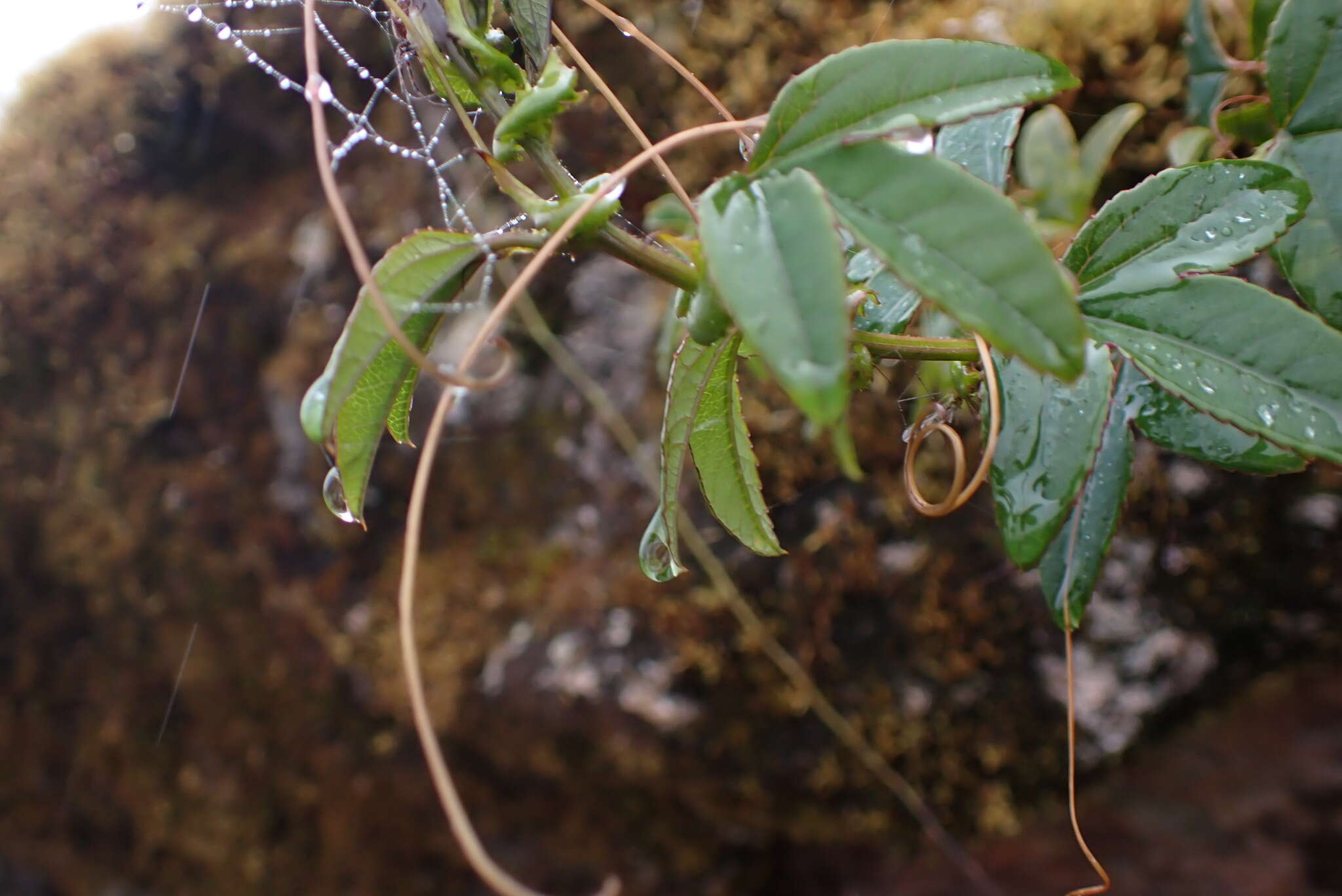 Слика од Passiflora cumbalensis var. macrochlamys (Harms) L. Escobar