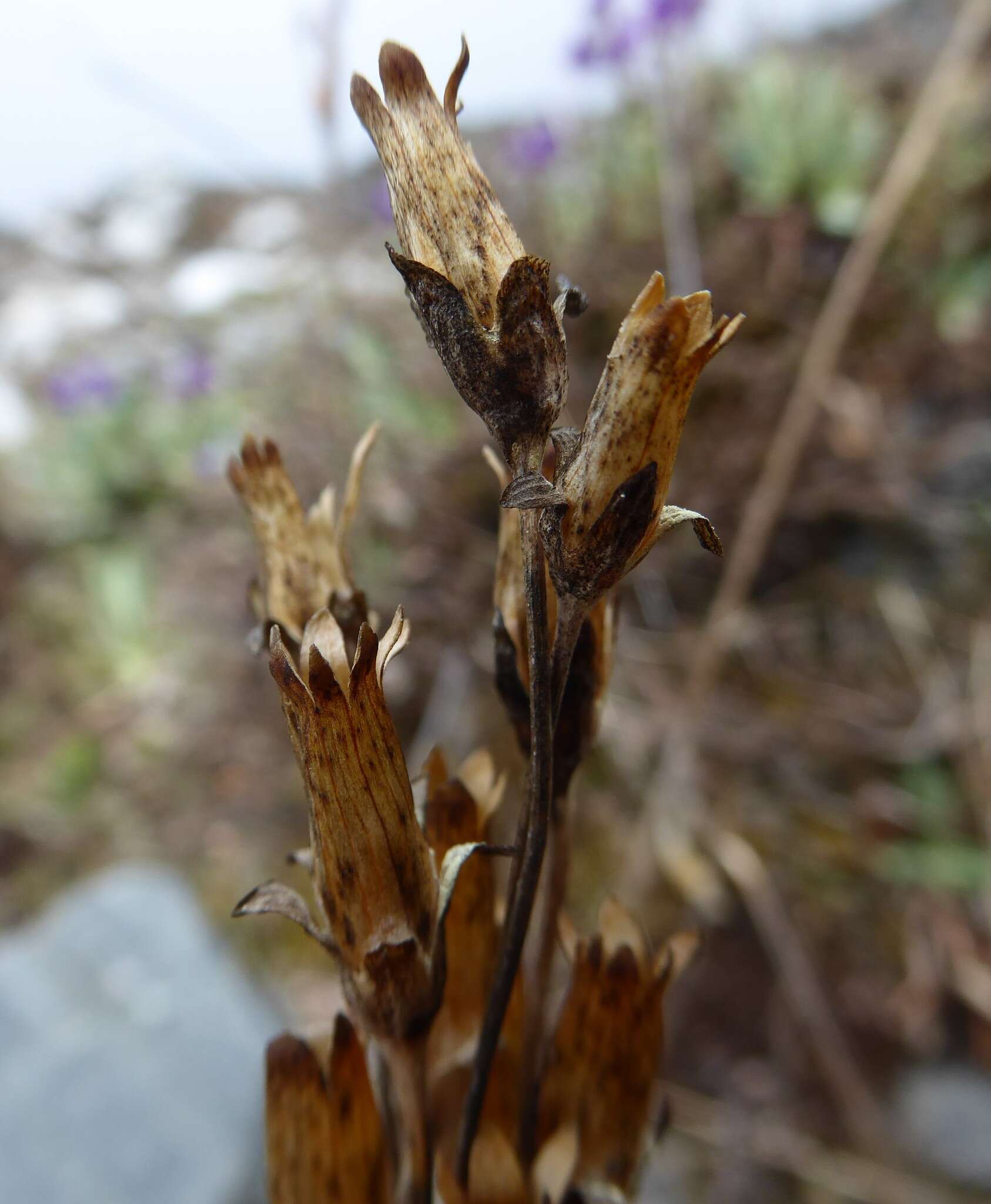 Plancia ëd Primula macrophylla D. Don