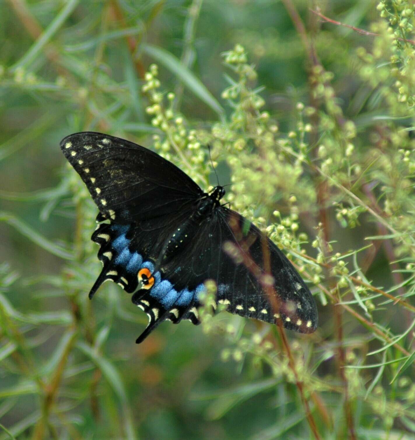 Image of <i>Papilio machaon bairdii</i>